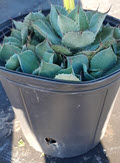 10" Agave Potatorum Blue Rose